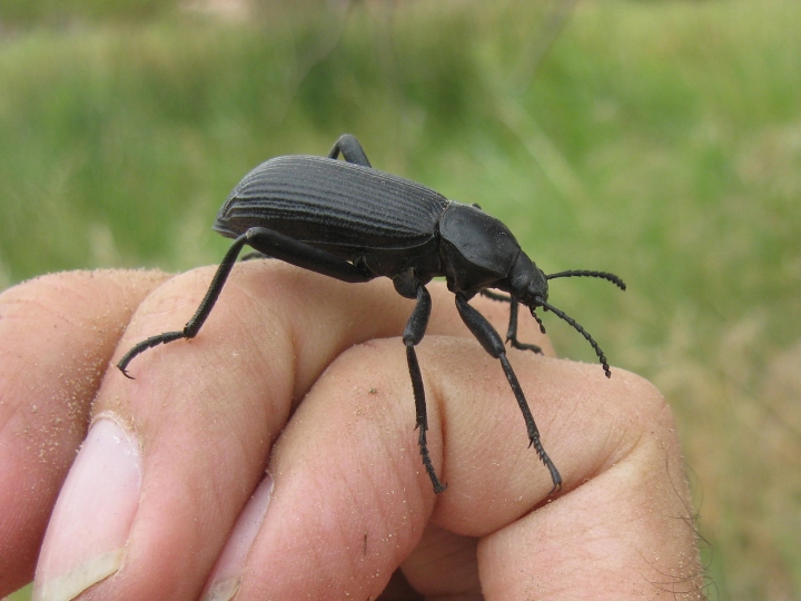 Darkling Beetle